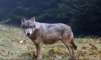 Az EP enyhítette a farkasok uniós védelmi státuszát
