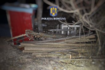 Börtön jár az illegális favágásért: három Maros megyei férfit vett őrizetbe a rendőrség