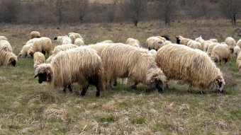 Megjelent egy újabb ragályos kór, a juhhimlő