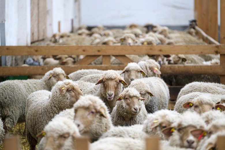 Juhhimlő – egy újabb állatbetegség, aminek a megjelenésétől tartani kell