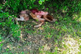Újszülött csikókat és borjút ölt a medve Székelyszenterzsébeten