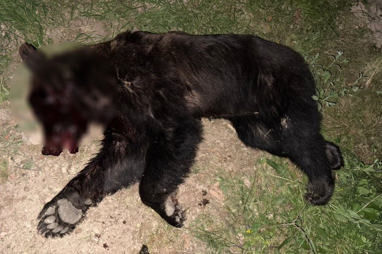 Öt juhot ölt meg a medve Ivóban, mielőtt kilőtték
