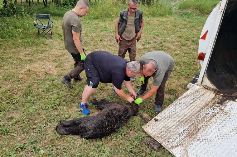 Embereket riogató medvét fogtak be Árvátfalván
