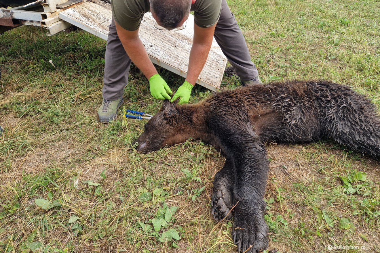 Megvizsgálták és fülszámot is kapott a befogott medve